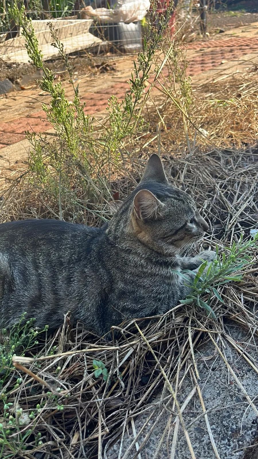 Foto de Mimi