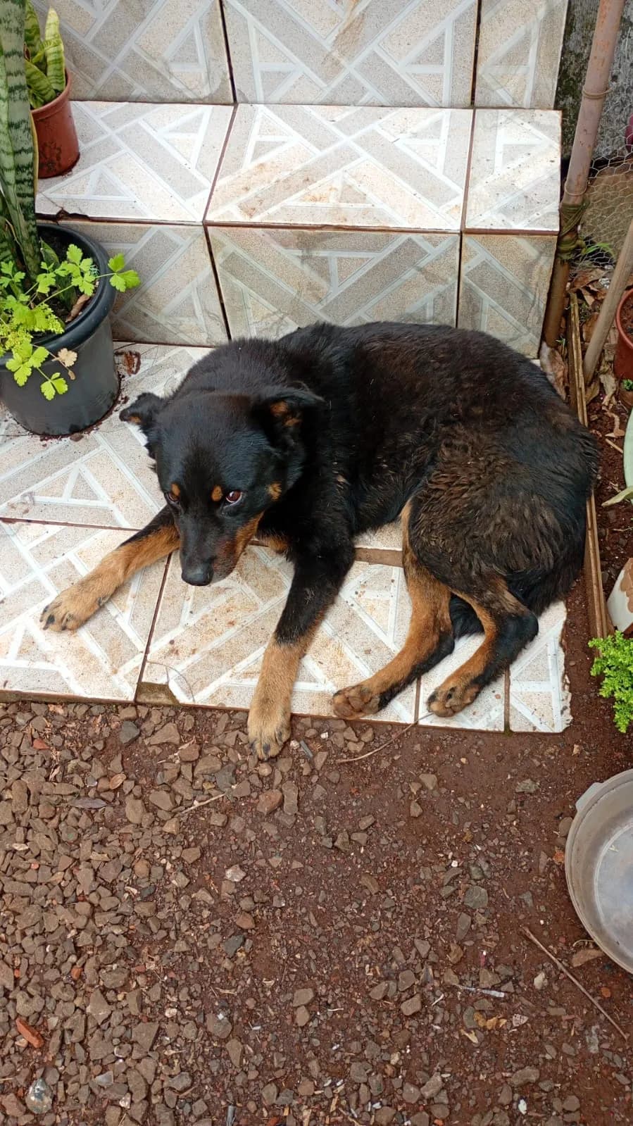 Foto de Preta