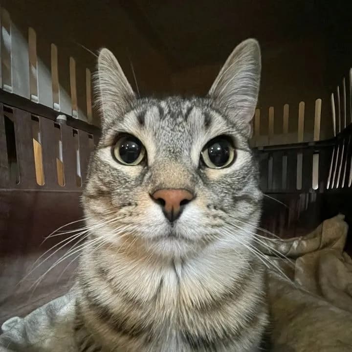 Foto de Fofo