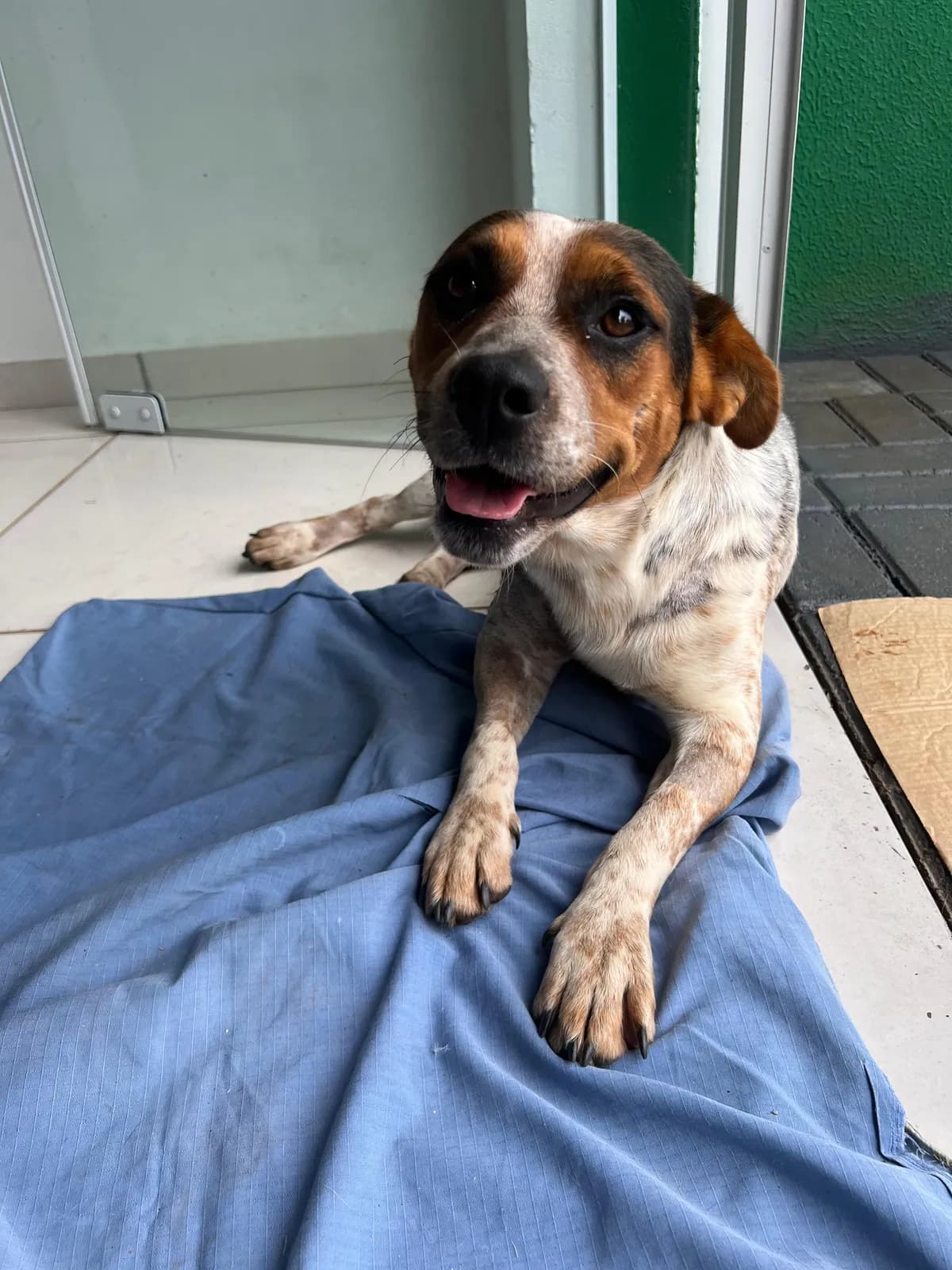 Foto de Geraldinho