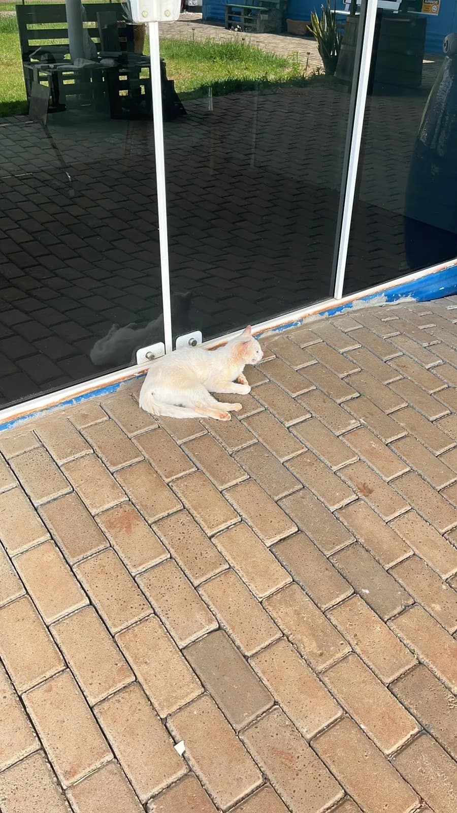 Foto de Branquinha