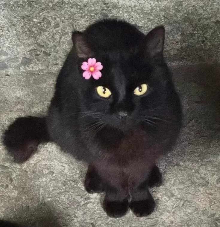 Foto de Rex, já adotado
